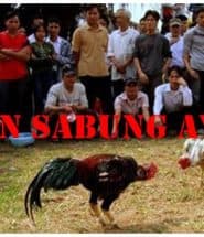 Agen Sabung Ayam Terbaik Di Indonesia